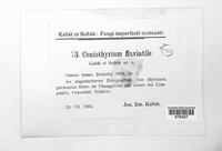 Image of Coniothyrium fluviatile